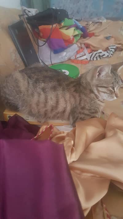 friendly cat for sale