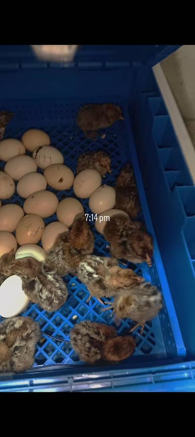 Mashallah pure Egyptian fayoumi breed eggs available