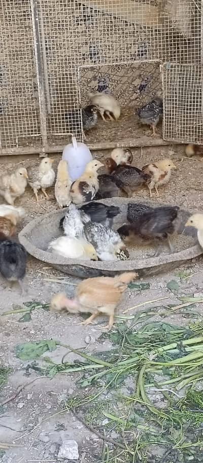 Desi chozay chicks for sale in wah cantt