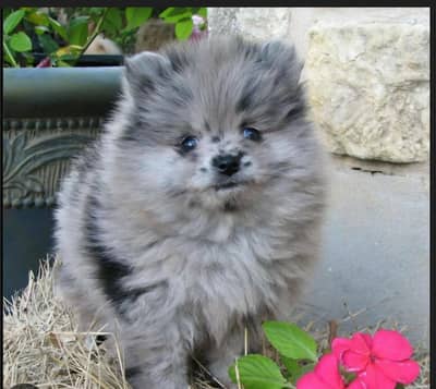 Show class pomeranian puppies