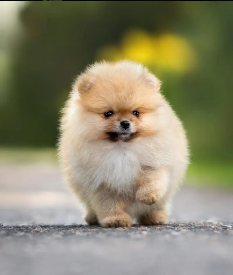Show class pomeranian puppies