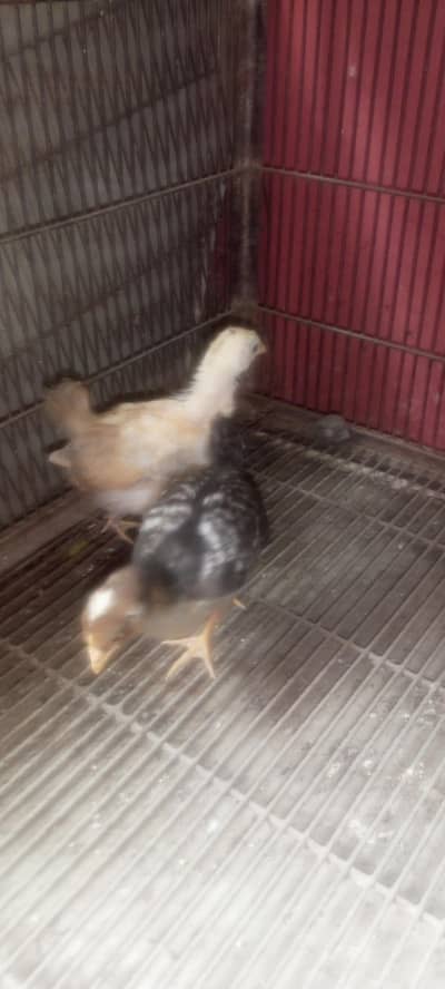 Golden misri hen chicks