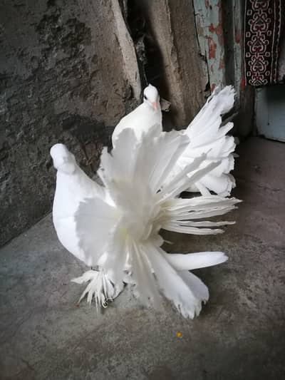 Indian faintail 0 Kali chicks white