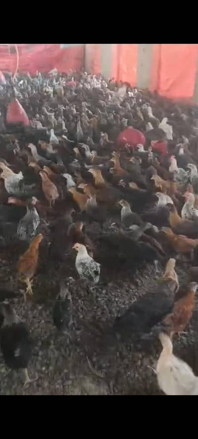 500/600 Garam average