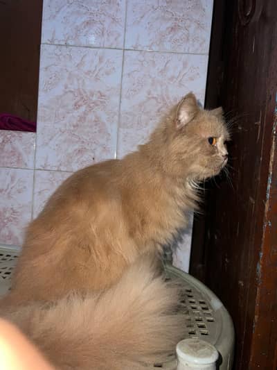 Persian male cat for sale litter train