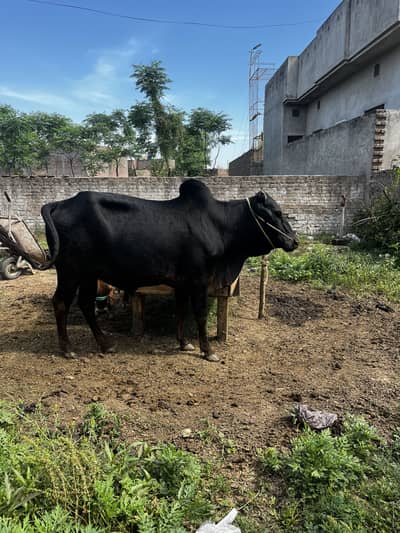 Bull for sale Qurbani 2026