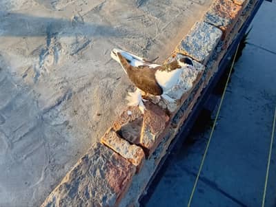 “Single Fancy Pigeon for Sale”