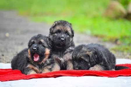 German Shepherd long coat puppies top quality