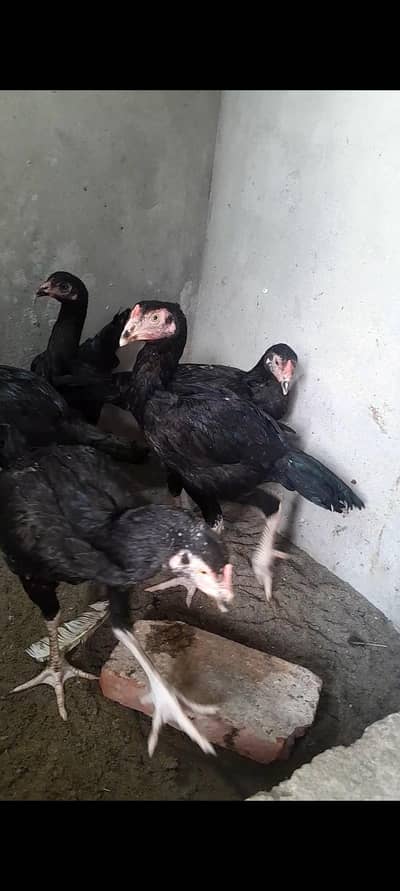 Aseel chicks for sale hera and lasani