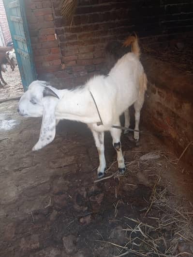 contact number 03002184974 number na mily tu what's up pa try kary