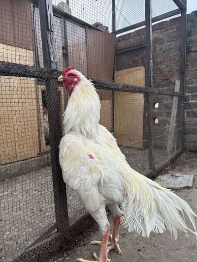 Japnease oh shamo 2 males for sale