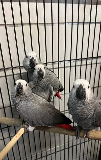 African grey parrot chicks for sale contact number (03086445540)