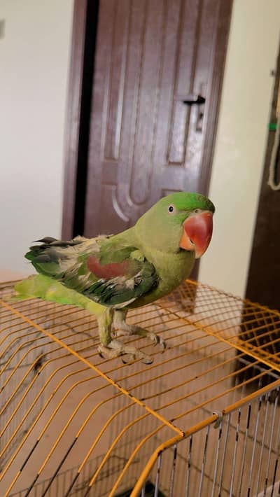 alexandrine parrot pahari