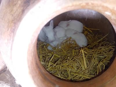 White red eyes baby rabbits avalable for sale