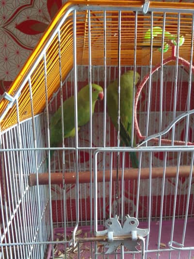 green parrot