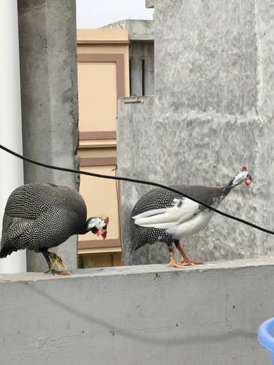 Guinea fowl