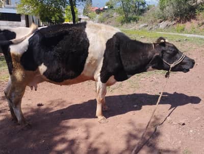Australian cow for sale