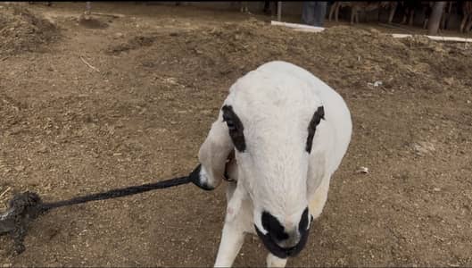 Kajla dumba ha farm ka pala wa ha