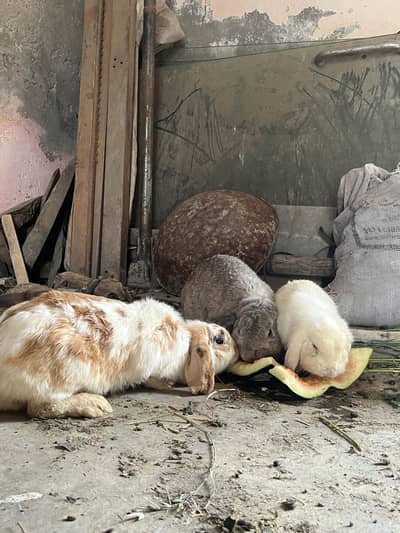 Pure honllop tried ser 2 females or aik male 03368792398