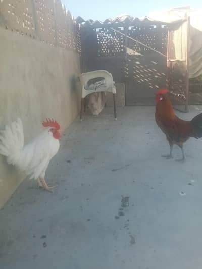 Desi and wait murgha