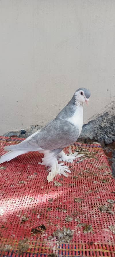 german line grey sherazi young male