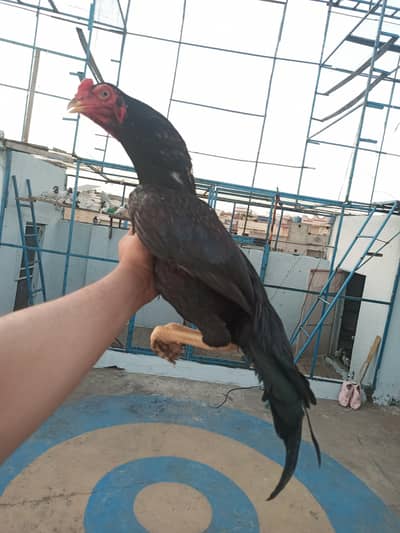 high quality ptha muskha