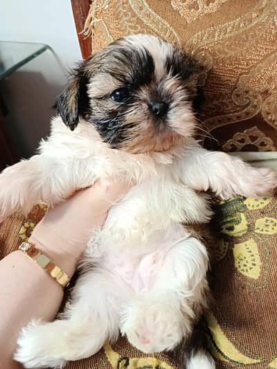 Shihtzu Femlae Puppy/shihtzu baby/female shihtzu