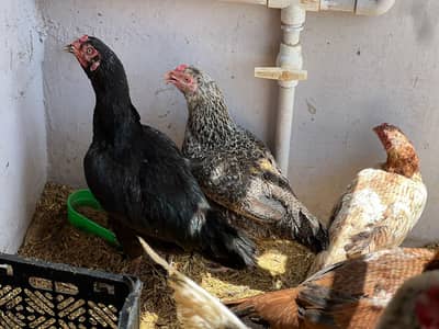 1 aseel pair home breed or 7 murghian