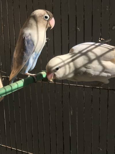 Albino split black eye and Blue fisher with Cage