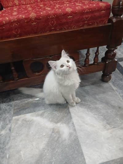 persian kitten doll face