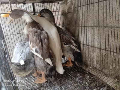 duck  urgent sale