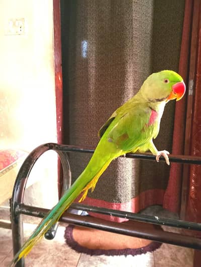 Raw (Pahari) Green Parrot Talking/Handtammed for sale