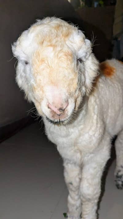 khubsurat kharey ka dumba