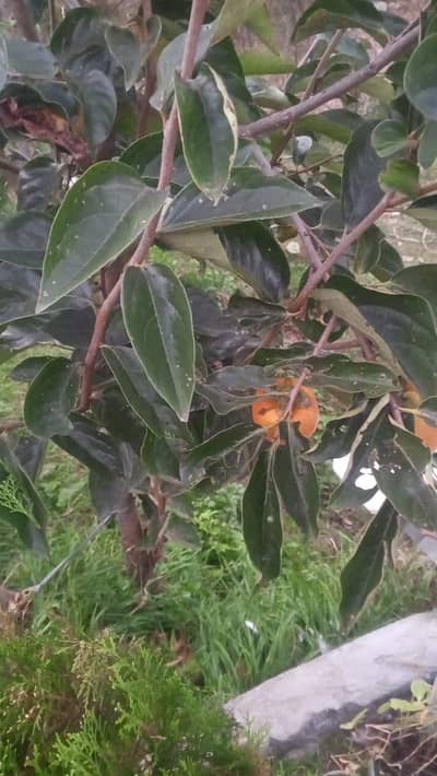 Book file Ganinue  1 st hand