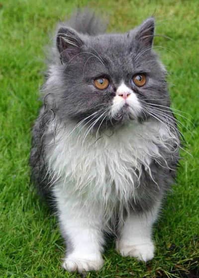 Persian cat