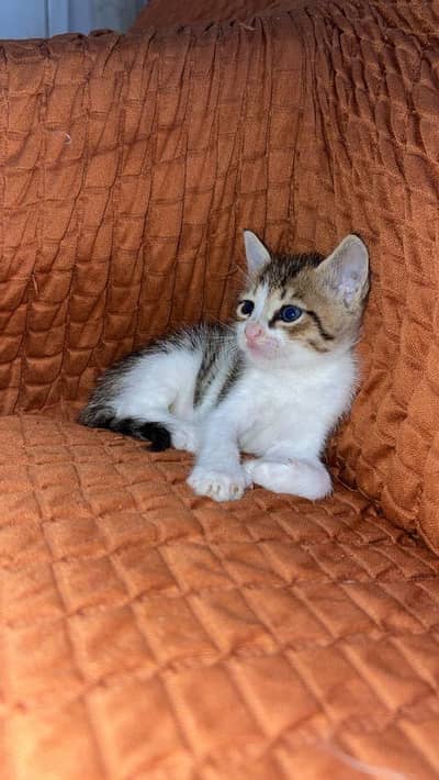 Cute short hair kitten