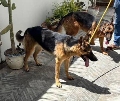 german shepard pair (18 months) up for sale.