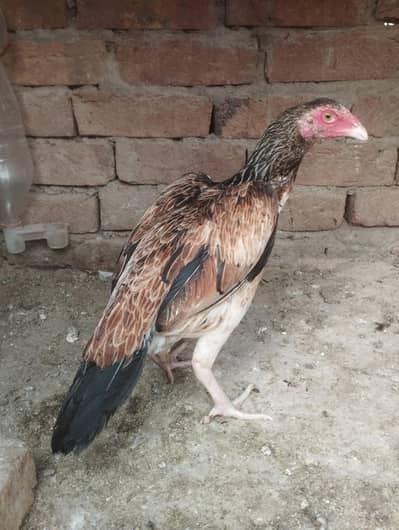 Aseel hen egg dai ri h