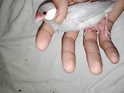 yah khubsurat awaaz nikalti hai