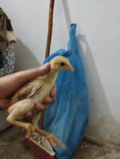 Aseel madi with chicks