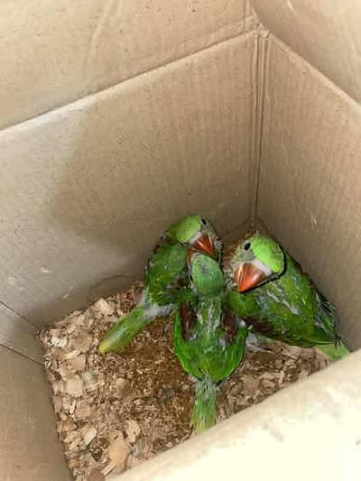 Alexander kashmiri raw jumbo size chicks