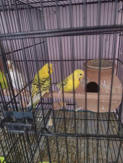 tcp budgies