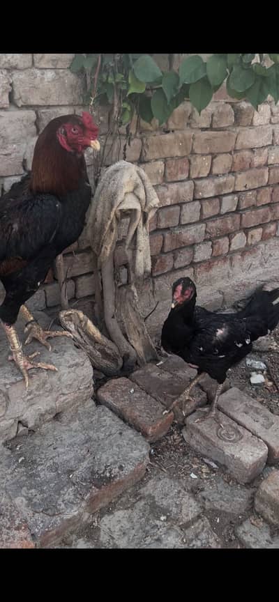 Shamo fertile egg available in reasonable