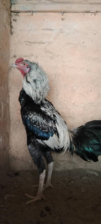 patha for sale pakistani+Hint whatapp 03174305441