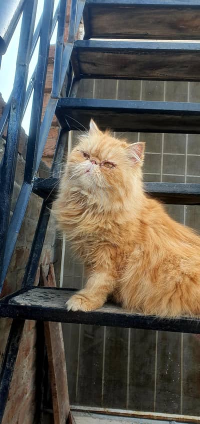 Pure persian piki female