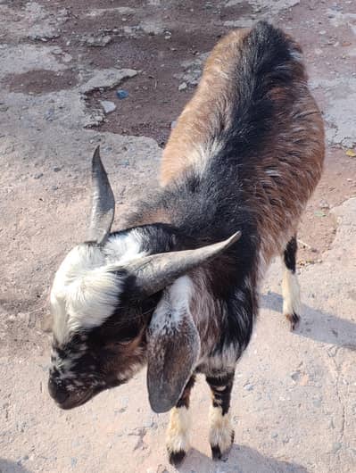 Bakra for Sale