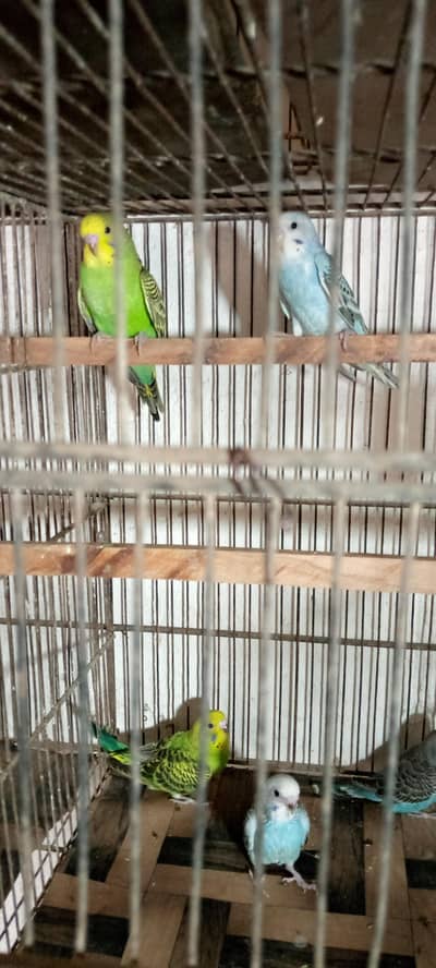 budgies