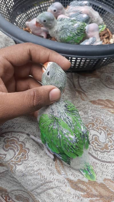 parrot baby's healthy and active