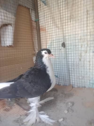 only booking pr Mily gy  03461101225 Whatsapp pr rabta krein