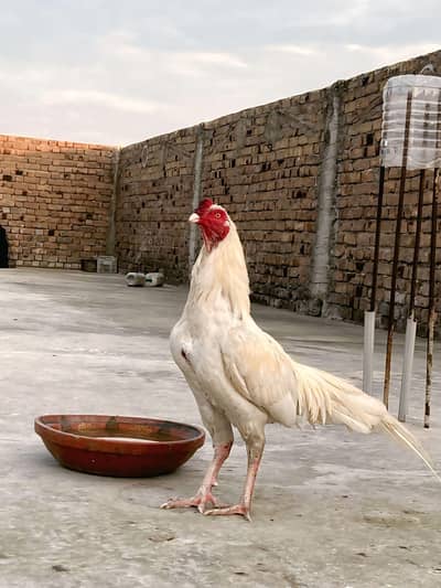 aseel paper White heera